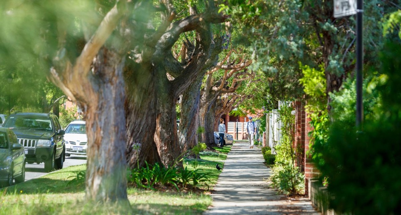 Urban Forest Residential Street