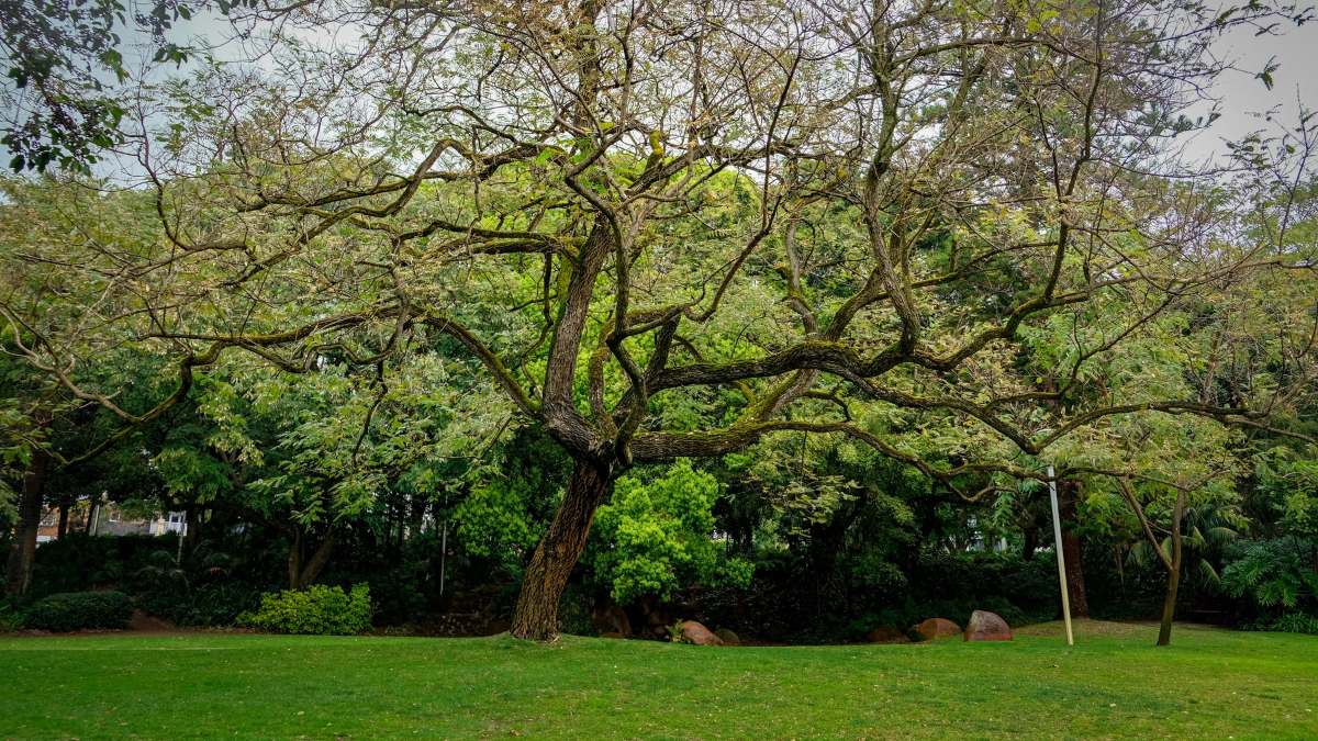 Harold Boas Gardens