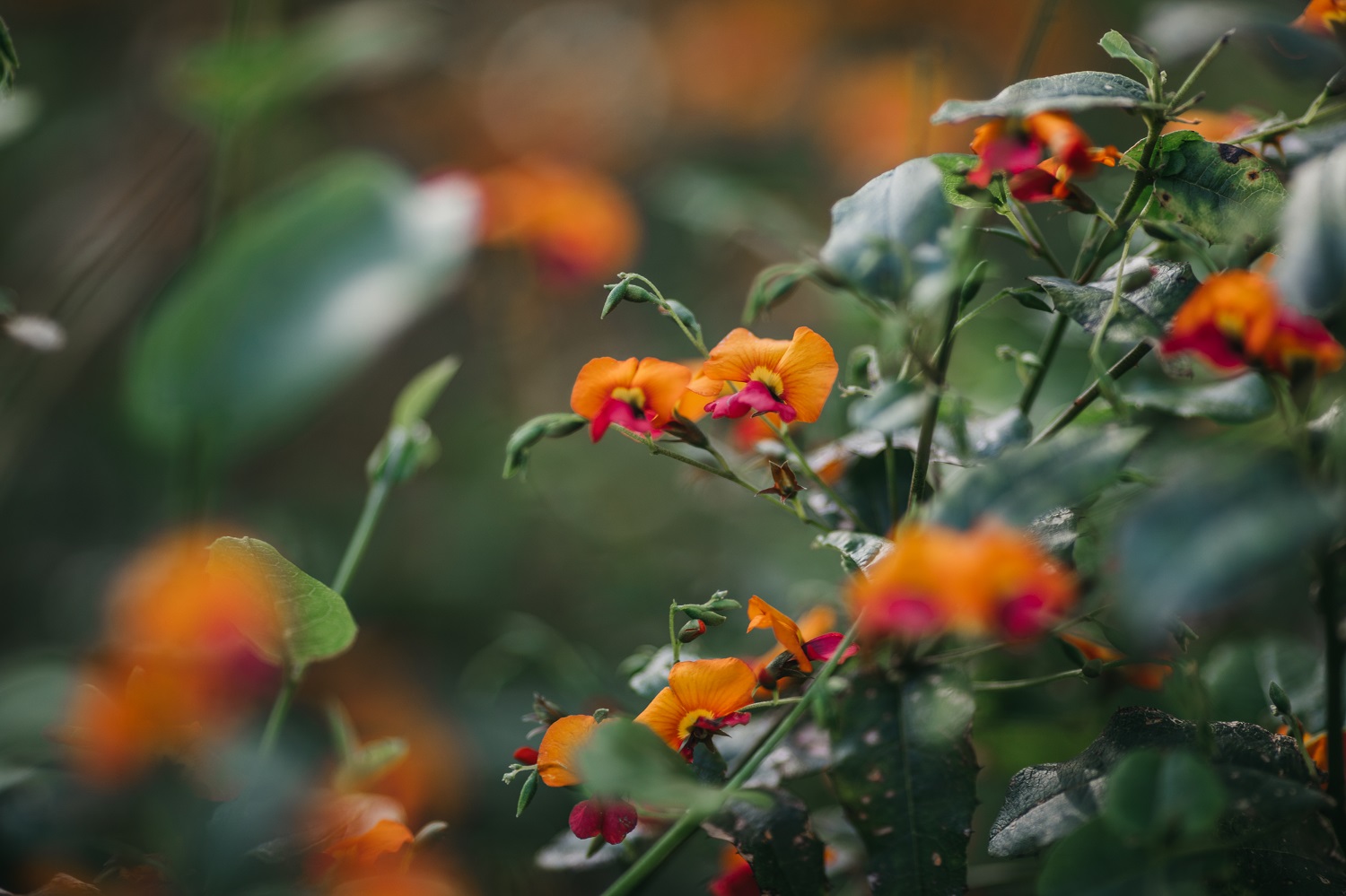 Heart-Leaf Flame Pea - Chorizema cordatum