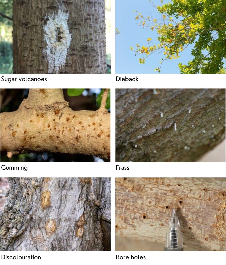 PSHB What to look out for