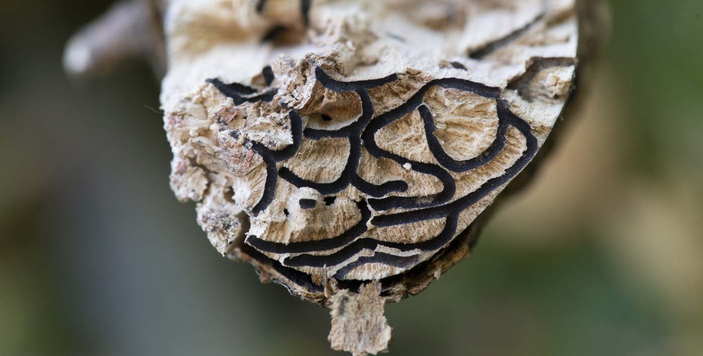 Polyphagous shot-hole borer (PSHB)