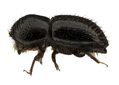 Polyphagous shot-hole borer (PSHB)