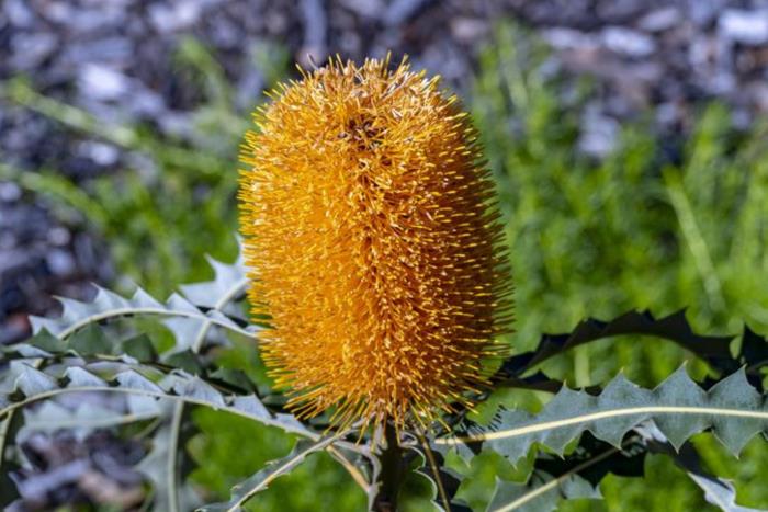 Banksia ashbyi