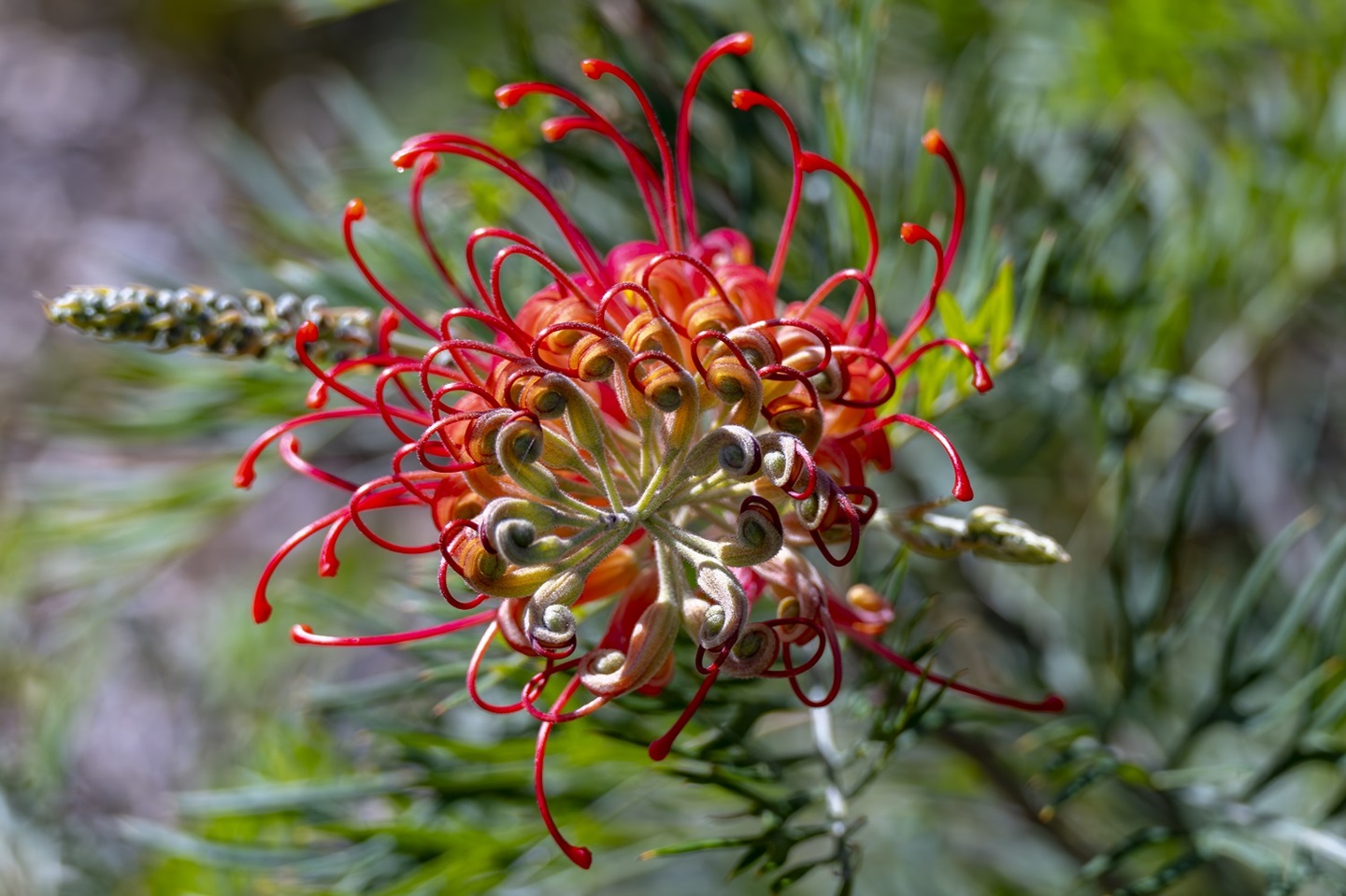 Native plant in the Thomas Street Biodiversity Corridor