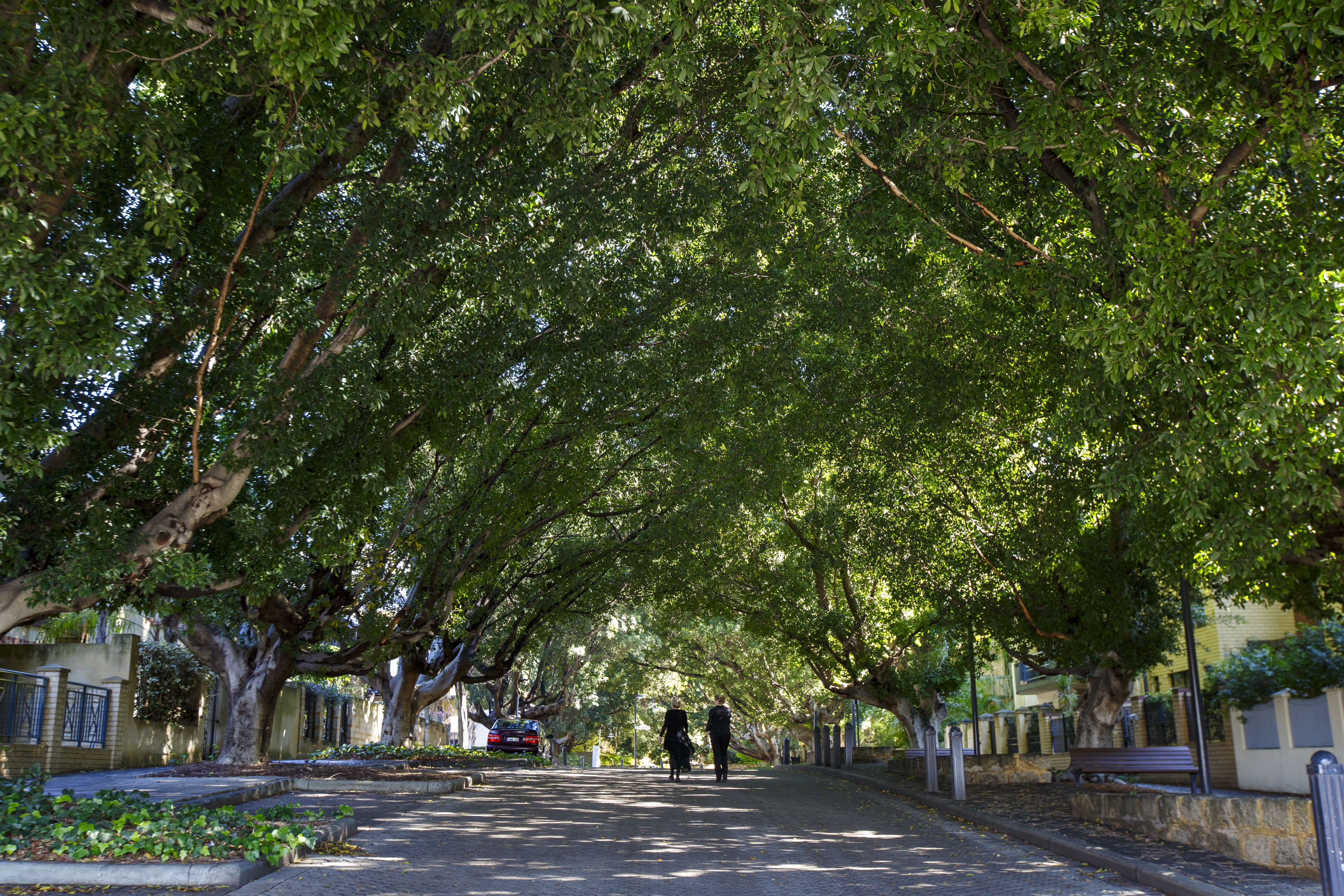 Royal Street Greenery