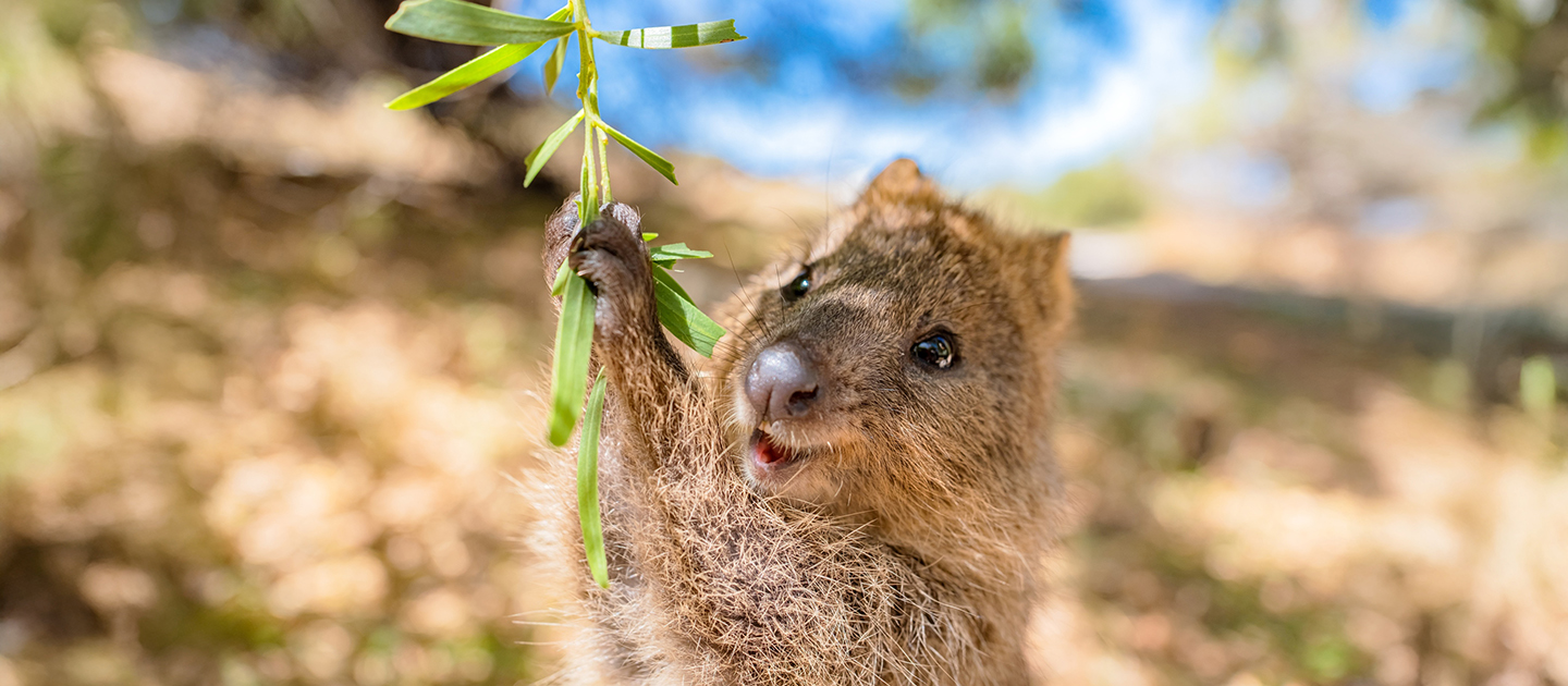 Close up of a quokka reaching up to hold a tree branch.