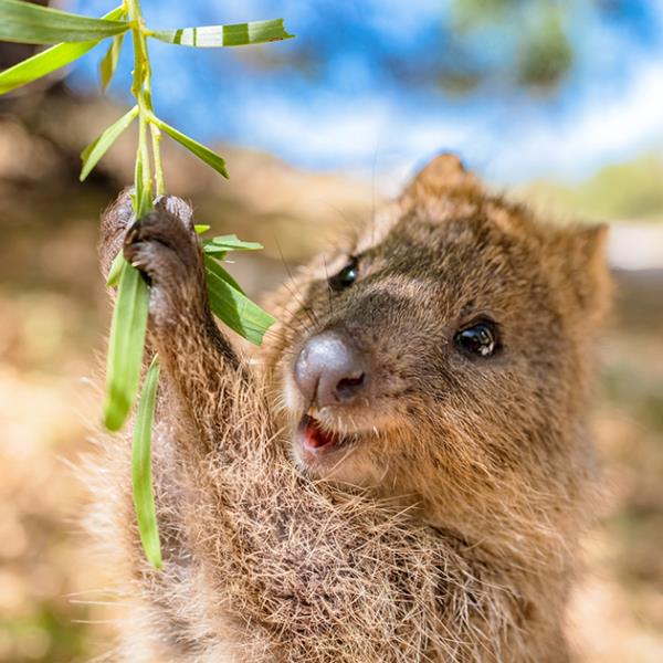 Close up of a quokka reaching up to hold a tree branch.