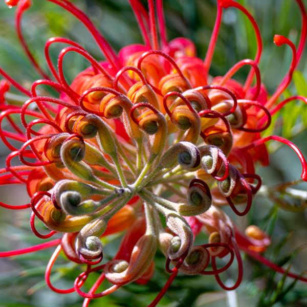 Close up of a bright red Banksia flower.