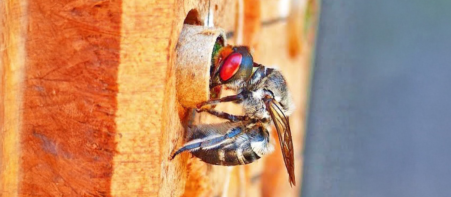 Native bee Megachile aurifrons on a bee hotel.