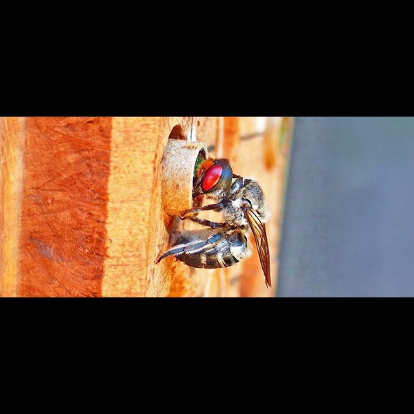 Native bee Megachile aurifrons on a bee hotel.