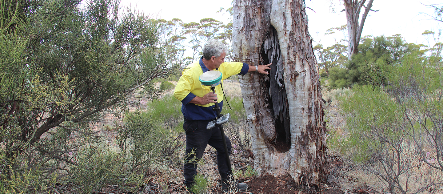 Surveyor in high visibility top looking for archaeological sites in the outback.