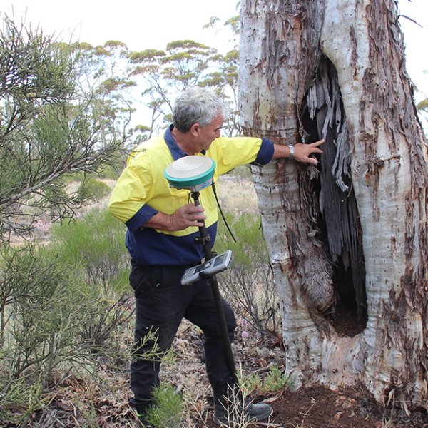 Surveyor in high visibility top looking for archaeological sites in the outback.