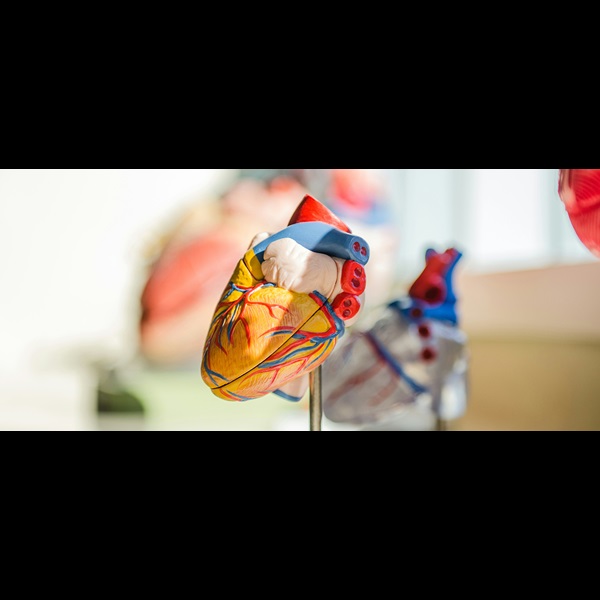 Colourful medical model of a human heart.