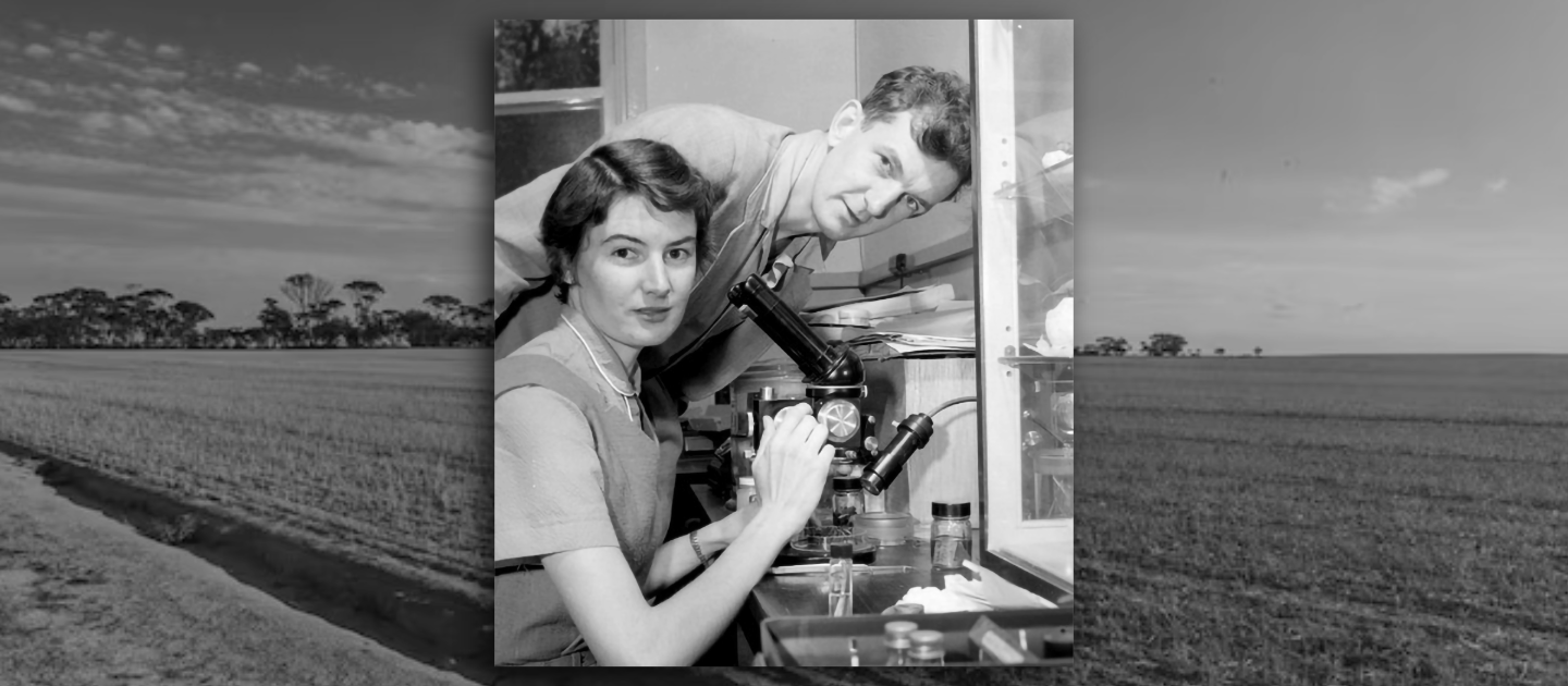 Scientists Barbara and Bert Main using a microscope in 1956 against a background of a Wheatbelt field.
