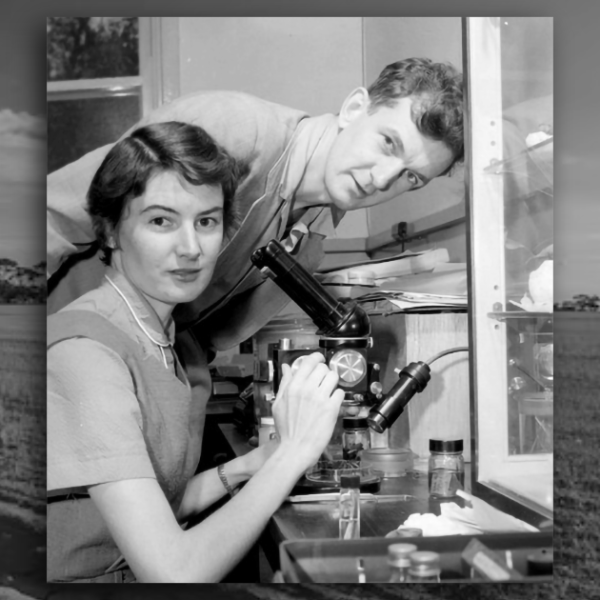 Scientists Barbara and Bert Main using a microscope in 1956 against a background of a Wheatbelt field.