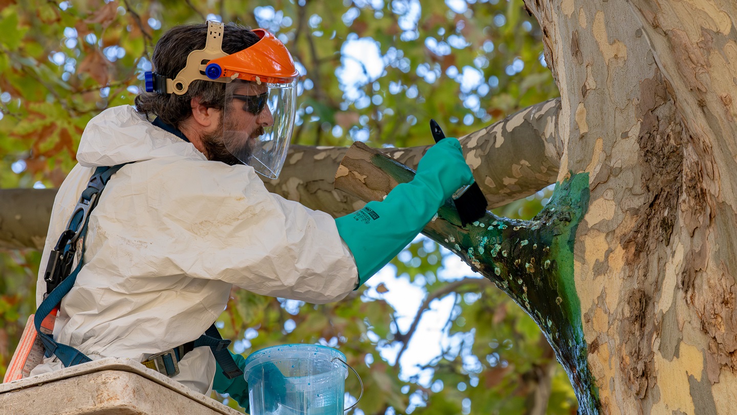 Arborist treating a tree for Polyphagous Shot-Hole Borer (PSHB)