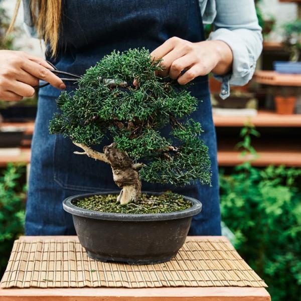 Bonsai