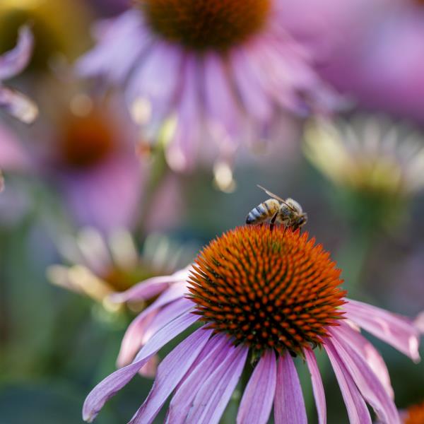 Mindful Gardening