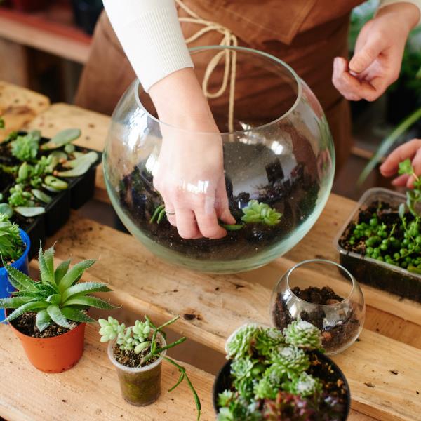 Terrariums