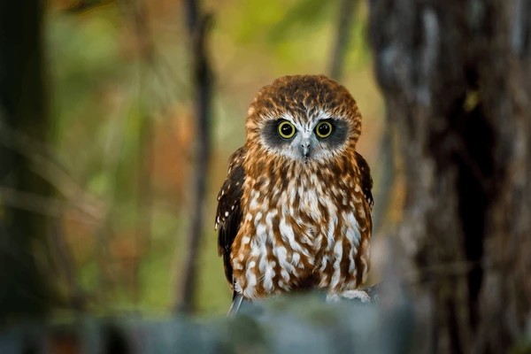 Urban Owls