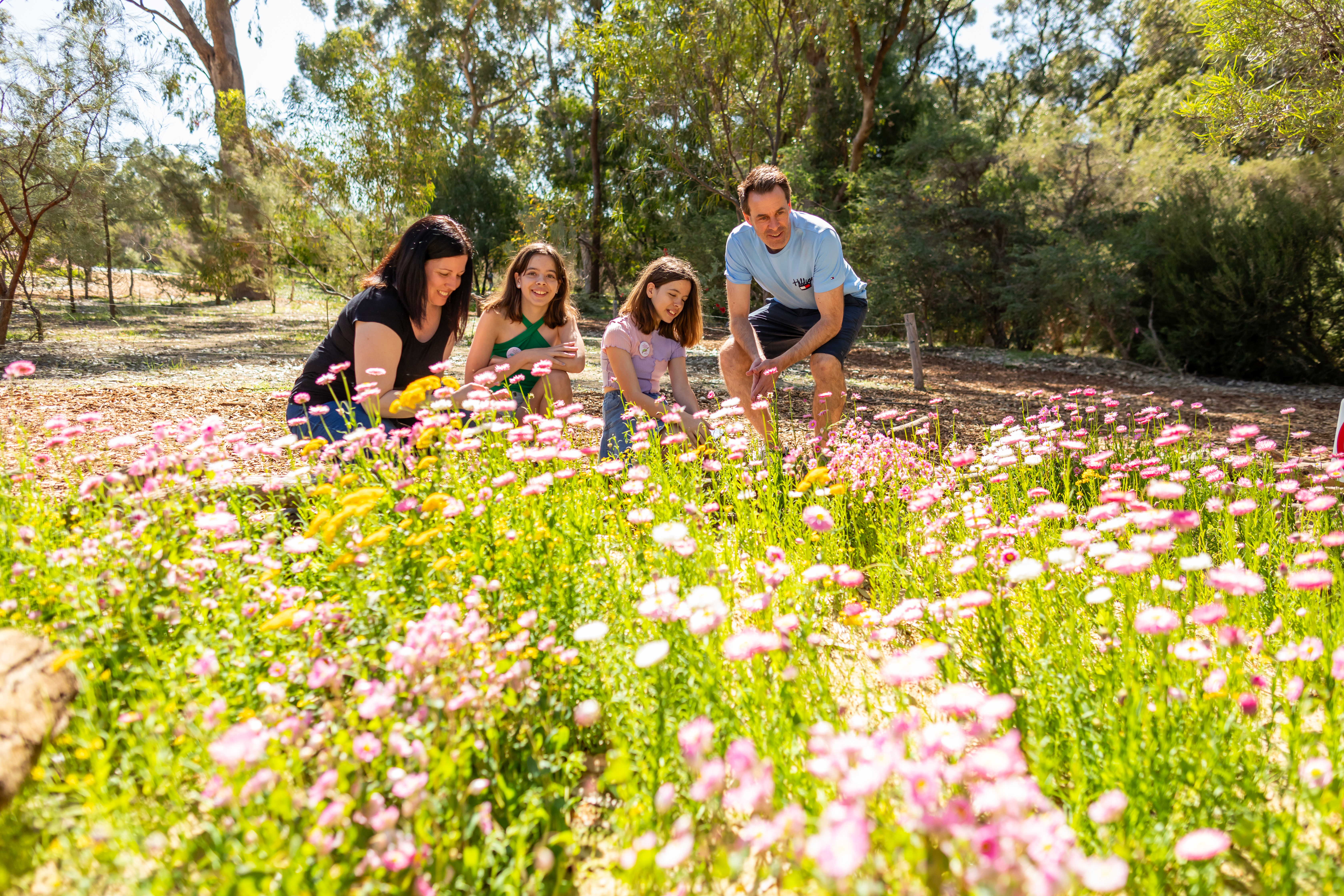 Enjoy the abundance of Everlastings throughout the park in spring - credit Jason Thomas