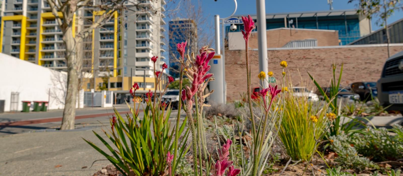 Waterwise verge garden